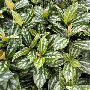 Pilea Watermelon Live Plant - Pilea Cadierei Houseplant in 4 Inch Pot - Image 2