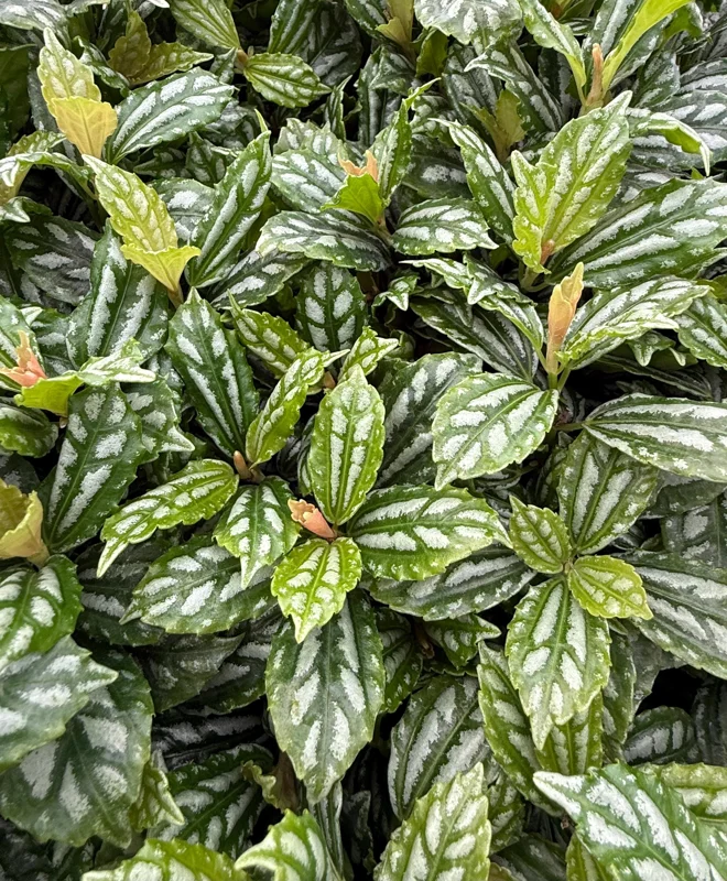 Pilea Watermelon Live Plant - Pilea Cadierei Houseplant in 4 Inch Pot - Image 2