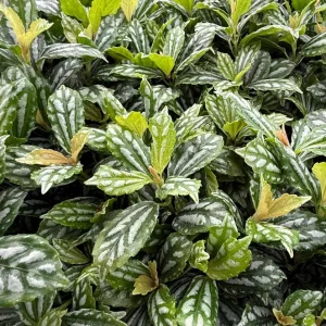 Pilea Watermelon Live Plant - Pilea Cadierei Houseplant in 4 Inch Pot - Image 3