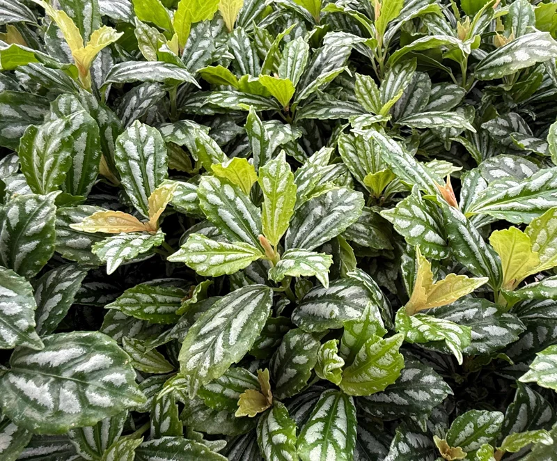 Pilea Watermelon Live Plant - Pilea Cadierei Houseplant in 4 Inch Pot - Image 3