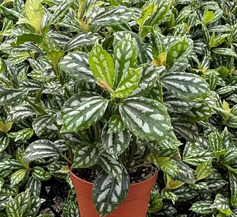 Pilea Watermelon Live Plant - Pilea Cadierei Houseplant in 4 Inch Pot - Image 1