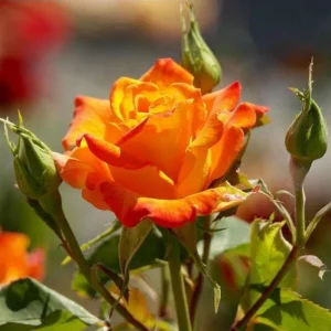 Pinata Climbing Rose Live Plant – Orange & Yellow Heirloom Rose – 4-6 Inch Tall Starter - Image 2