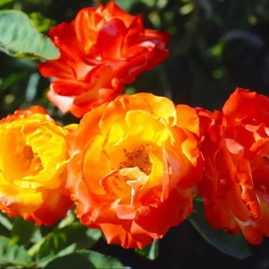 Pinata Climbing Rose Live Plant – Orange & Yellow Heirloom Rose – 4-6 Inch Tall Starter - Image 3
