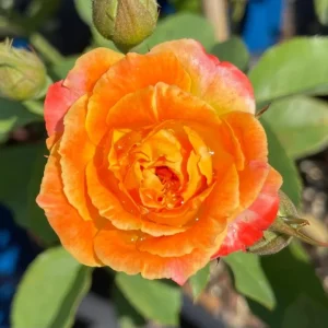 Pinata Climbing Rose Live Plant – Orange & Yellow Heirloom Rose – 4-6 Inch Tall Starter - Image 5