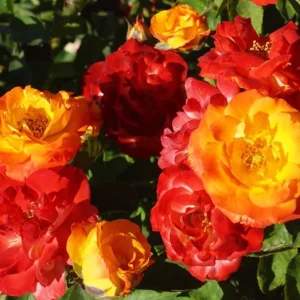 Pinata Climbing Rose Live Plant – Orange & Yellow Heirloom Rose – 4-6 Inch Tall Starter - Image 7