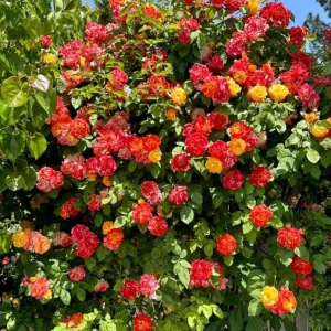 Pinata Rose Live Plant – Orange Yellow Floribunda Bush – 4-7 Inch Tall – Outdoor Garden - Image 2