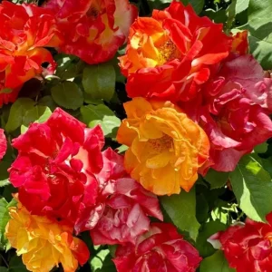 Pinata Rose Live Plant – Orange Yellow Floribunda Bush – 4-7 Inch Tall – Outdoor Garden - Image 3