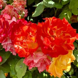 Pinata Rose Live Plant – Orange Yellow Floribunda Bush – 4-7 Inch Tall – Outdoor Garden - Image 4