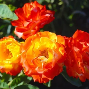 Pinata Rose Live Plant – Orange Yellow Floribunda Bush – 4-7 Inch Tall – Outdoor Garden - Image 5
