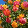 Pinata Rose Live Plant – Orange Yellow Floribunda Bush – 4-7 Inch Tall – Outdoor Garden - Image 1