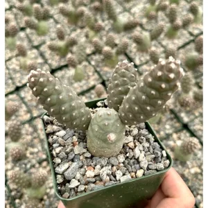 Pine Cone Cactus Live Plant – Tephrocactus Articulatus – 3-inch Pot – Unique Succulent - Image 1