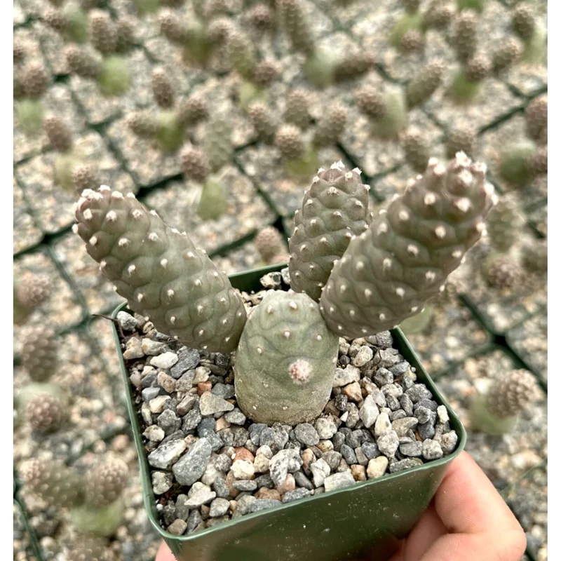 Pine Cone Cactus Live Plant – Tephrocactus Articulatus – 3-inch Pot – Unique Succulent - Image 1