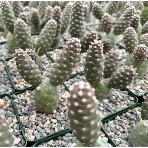Pine Cone Cactus Live Plant – Tephrocactus Articulatus – 3-inch Pot – Unique Succulent - Image 2