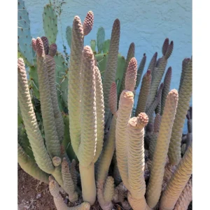 Pine Cone Cactus Live Plant – Tephrocactus Articulatus – 3-inch Pot – Unique Succulent - Image 3