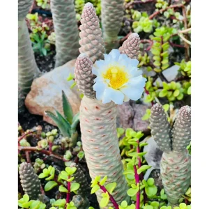 Pine Cone Cactus Live Plant – Tephrocactus Articulatus – 3-inch Pot – Unique Succulent - Image 4