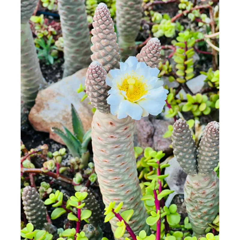 Pine Cone Cactus Live Plant – Tephrocactus Articulatus – 3-inch Pot – Unique Succulent - Image 4