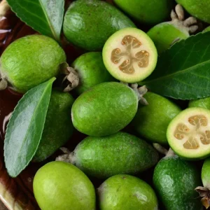 Pineapple Guava Live Plant - Feijoa Sellowiana Fruit Tree 4-6 Inch Tall - Image 1