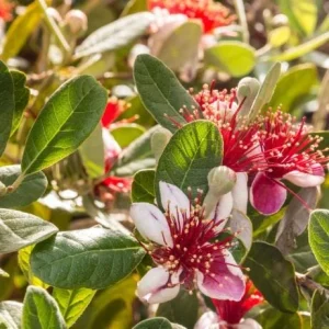 Pineapple Guava Live Plant - Feijoa Sellowiana Fruit Tree 4-6 Inch Tall - Image 2