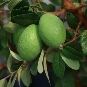 Pineapple Guava Live Plant - Feijoa Sellowiana Fruit Tree 4-6 Inch Tall - Image 3