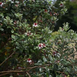 Pineapple Guava Live Plant - Feijoa Sellowiana Fruit Tree 4-6 Inch Tall - Image 4