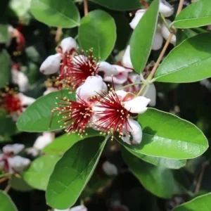 Pineapple Guava Live Plant - Feijoa Sellowiana Fruit Tree 4-6 Inch Tall - Image 5