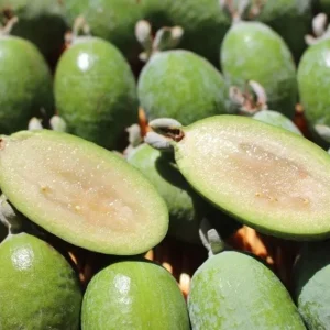 Pineapple Guava Live Plant - Feijoa Sellowiana Fruit Tree 4-6 Inch Tall - Image 6