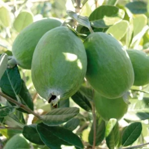 Pineapple Guava Live Plant - Feijoa Sellowiana Fruit Tree 4-6 Inch Tall - Image 7