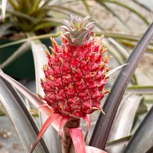 Pineapple Live Plant - 6 Inch Pot - Ananas comosus Tropical Fruit Plant - Image 2
