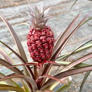 Pineapple Live Plant - 6 Inch Pot - Ananas comosus Tropical Fruit Plant - Image 3