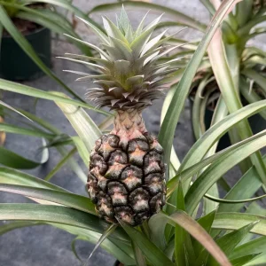 Pineapple Live Plant – Tropical Fruit Houseplant – Ananas comosus – 6 Inch Pot – Indoor/Outdoor - Image 4