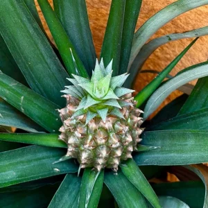 Pineapple Live Plant – Tropical Fruit Houseplant – Ananas comosus – 6 Inch Pot – Indoor/Outdoor - Image 5