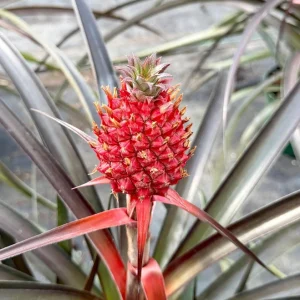 Pineapple Live Plant – Tropical Fruit Houseplant – Ananas comosus – 6 Inch Pot – Indoor/Outdoor - Image 1