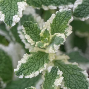 Pineapple Mint Live Plant – Variegated Herb, 4 Inch Pot – Fragrant & Easy Care - Image 2