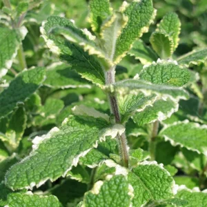 Pineapple Mint Live Plant – Variegated Herb, 4 Inch Pot – Fragrant & Easy Care - Image 3