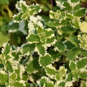 Pineapple Mint Live Plant – Variegated Herb, 4 Inch Pot – Fragrant & Easy Care - Image 4