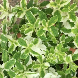 Pineapple Mint Live Plant – Variegated Herb, 4 Inch Pot – Fragrant & Easy Care - Image 5