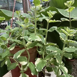 Pineapple Mint Live Plant – Variegated Herb, 4 Inch Pot – Fragrant & Easy Care - Image 6