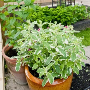 Pineapple Mint Live Plant – Variegated Herb, 4 Inch Pot – Fragrant & Easy Care - Image 1