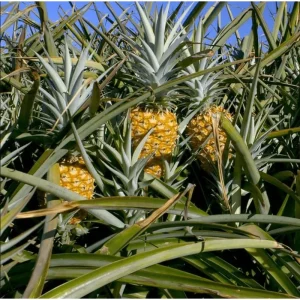 Pineapple Plant Live Starter - Sweet Fruit Tree, 4-6 Inches Tall - Image 2