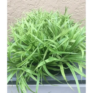 Pineapple Plant Live Starter - Sweet Fruit Tree, 4-6 Inches Tall - Image 4