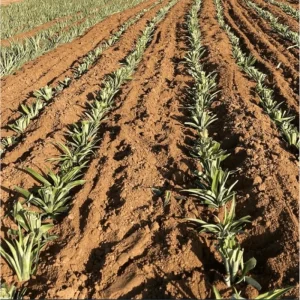 Pineapple Plant Live Starter - Sweet Fruit Tree, 4-6 Inches Tall - Image 5