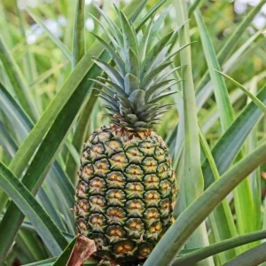 Pineapple Plant Live Starter - Sweet Fruit Tree, 4-6 Inches Tall - Image 6