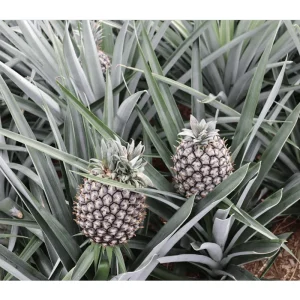 Pineapple Plant Live Starter - Sweet Fruit Tree, 4-6 Inches Tall - Image 7
