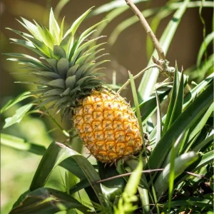 Pineapple Plant Live Starter - Sweet Fruit Tree, 4-6 Inches Tall - Image 1