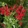 Pineapple Sage Live Plant - Fragrant Salvia Herb, Red Flowers, 4 Inch Pot - Image 1
