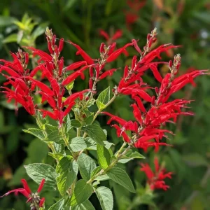 Pineapple Sage Live Plant - Fragrant Salvia Herb, Red Flowers, 4 Inch Pot - Image 1