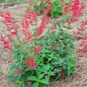 Pineapple Sage Live Plant - Fragrant Salvia Herb, Red Flowers, 4 Inch Pot - Image 2