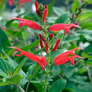 Pineapple Sage Live Plant - Fragrant Salvia Herb, Red Flowers, 4 Inch Pot - Image 3