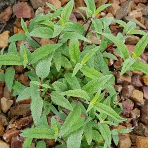 Pineapple Sage Live Plant - Fragrant Salvia Herb, Red Flowers, 4 Inch Pot - Image 4