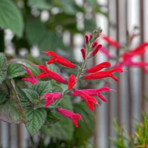 Pineapple Sage Live Plant - Fragrant Salvia Herb, Red Flowers, 4 Inch Pot - Image 5